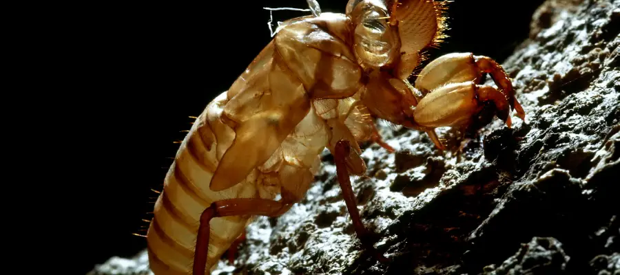 How long do cicadas live