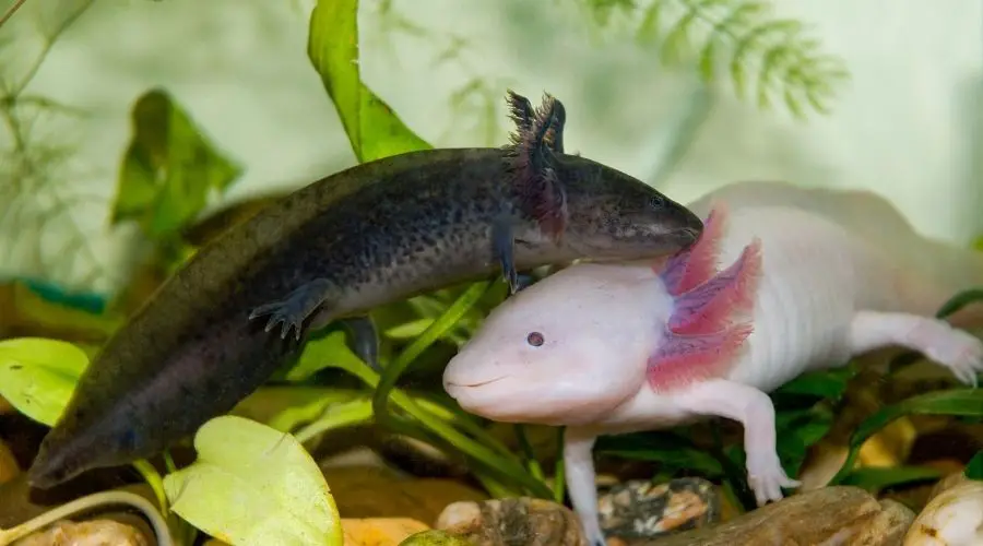 how long do axolotls live