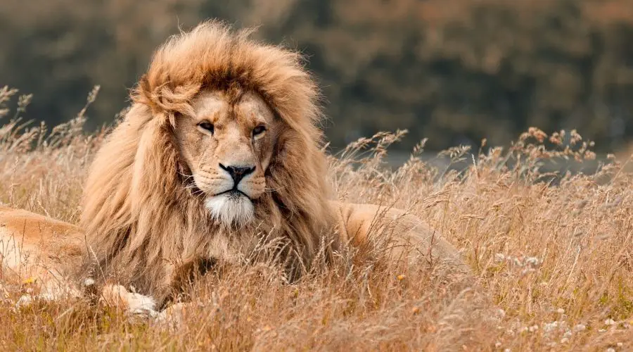 How long do lions live?