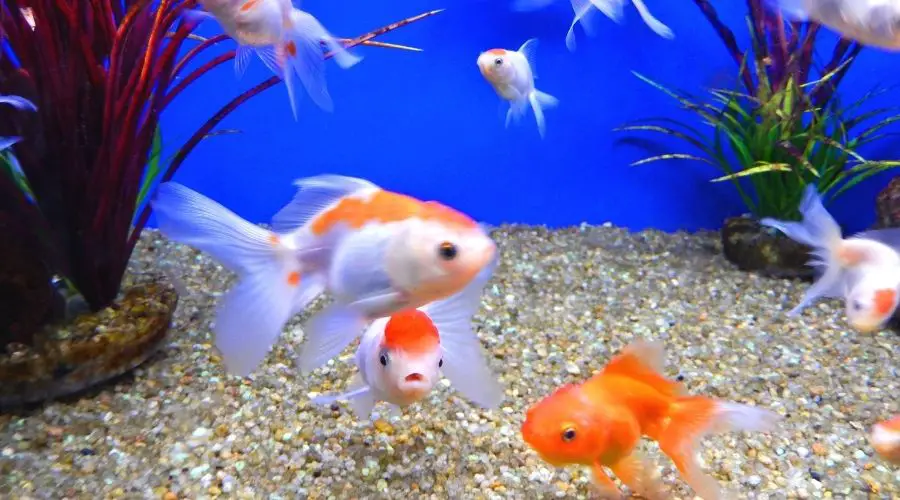 How Long Do Goldfish Live