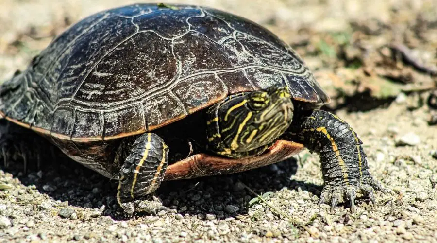 How Long Do Turtles Live?