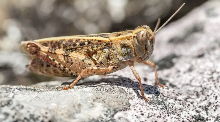 how long do crickets live