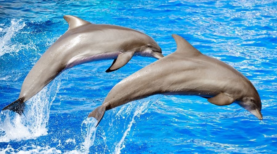 how long do dolphins live?