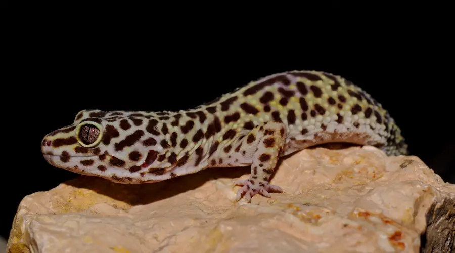 how long do leopard geckos live?