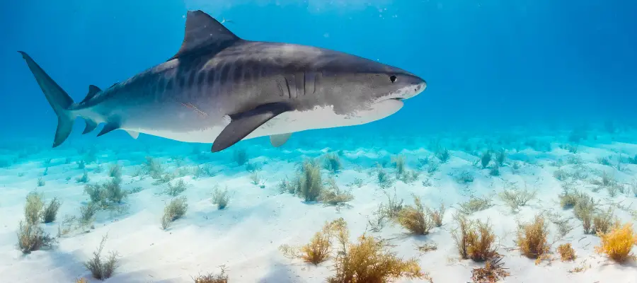 How long do sharks live?