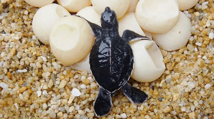 How Many Eggs Do Turtles Lay? (Where & How Often) - The Hamny