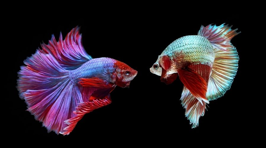 Average Lifespan of a Betta Fish