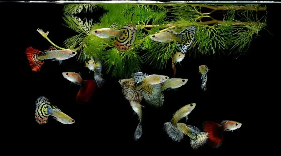 how long do guppies live