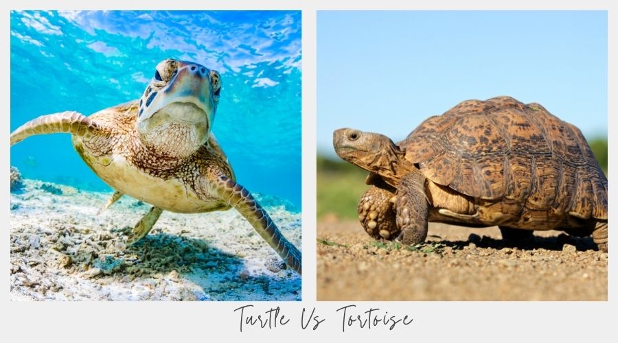 are turtles and tortoise the same