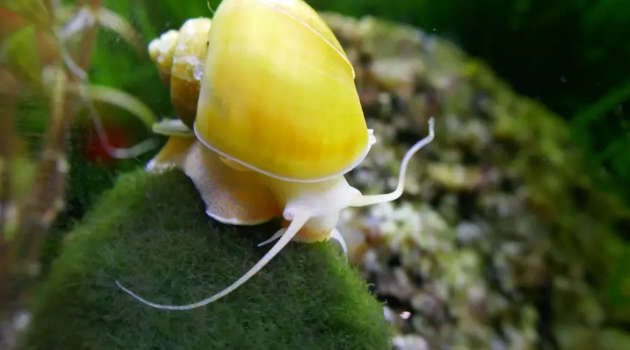 How Big Do Mystery Snails Get?