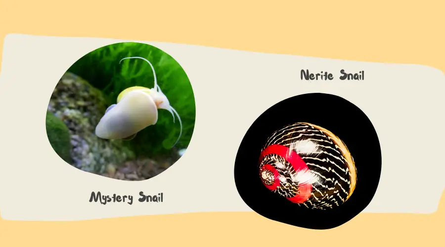 Nerite Snail Vs Mystery Snail