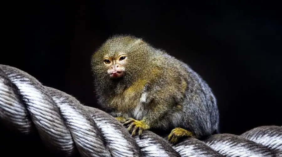 Small monkey species