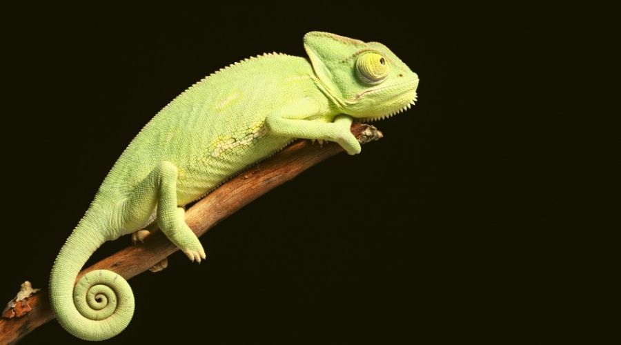 How Long Do Chameleons Live?