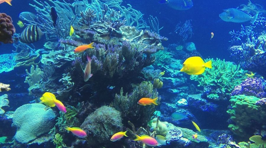 The Life Of Fish How Long Do Fish Live The Hamny The Life Of Fish How Long Do Fish Live The Hamny