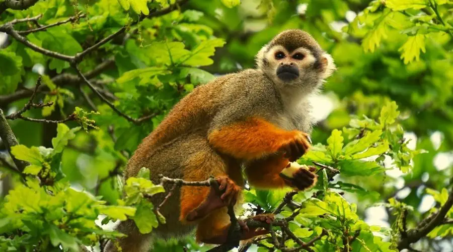 How Long Do Monkeys Live?