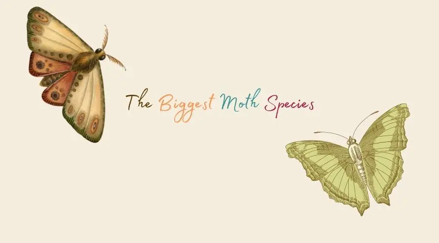 big moth species