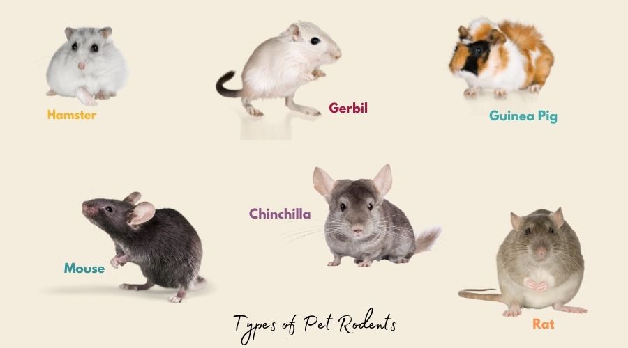 Types of pet rodents