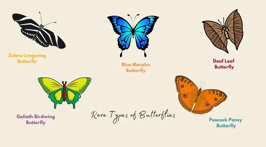 Rare Types of Butterflies