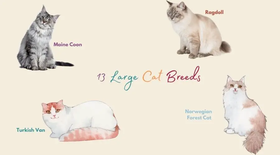 Large Cat Breeds