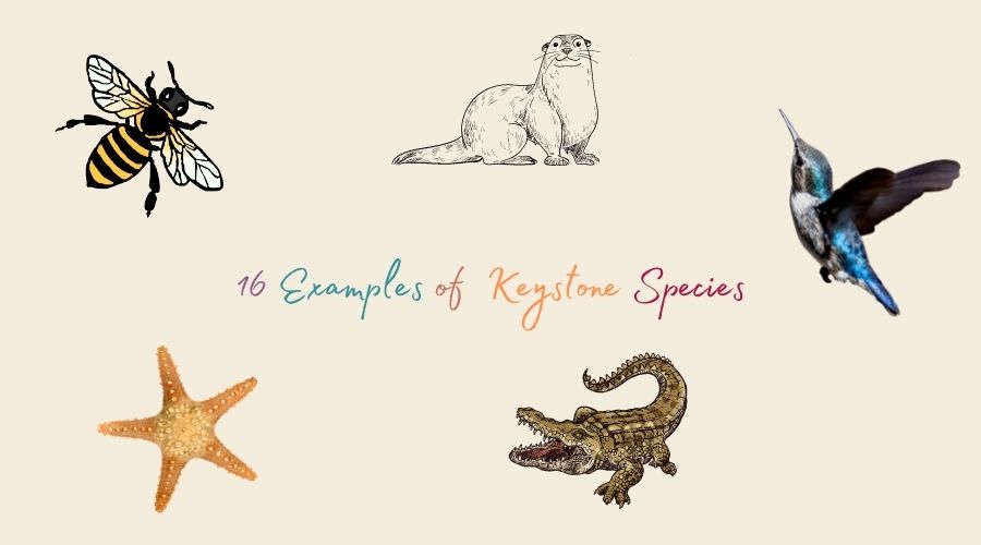 Examples of Keystone Species
