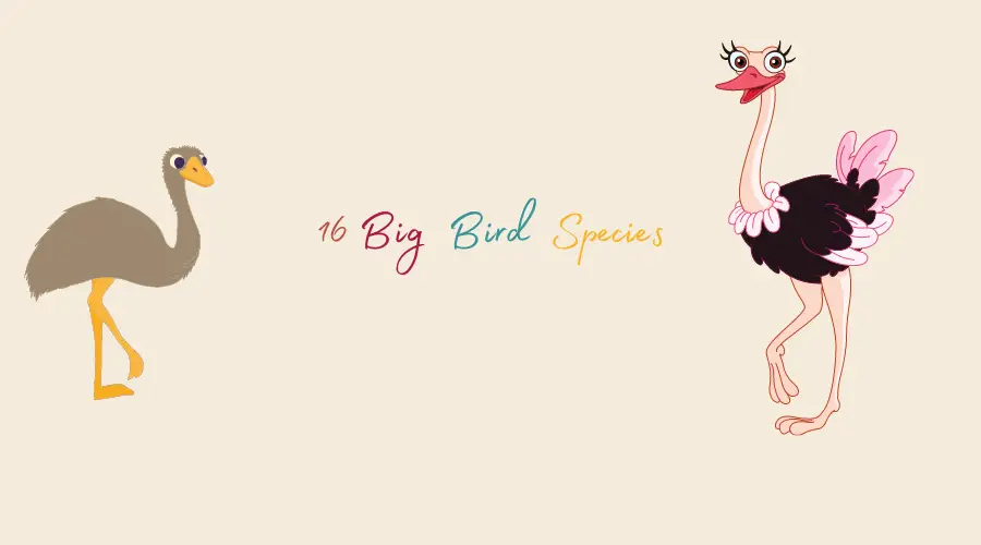 Big Bird Species